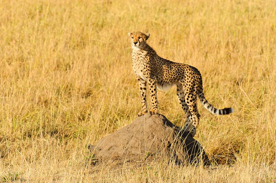 Cheetah in Masai Mara National Reserve, Kenya