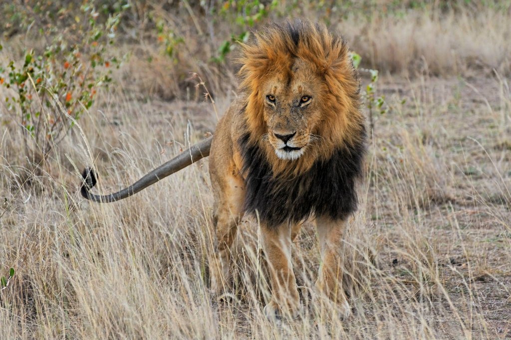 Lion in Masai Mara National Reserve, Kenya.