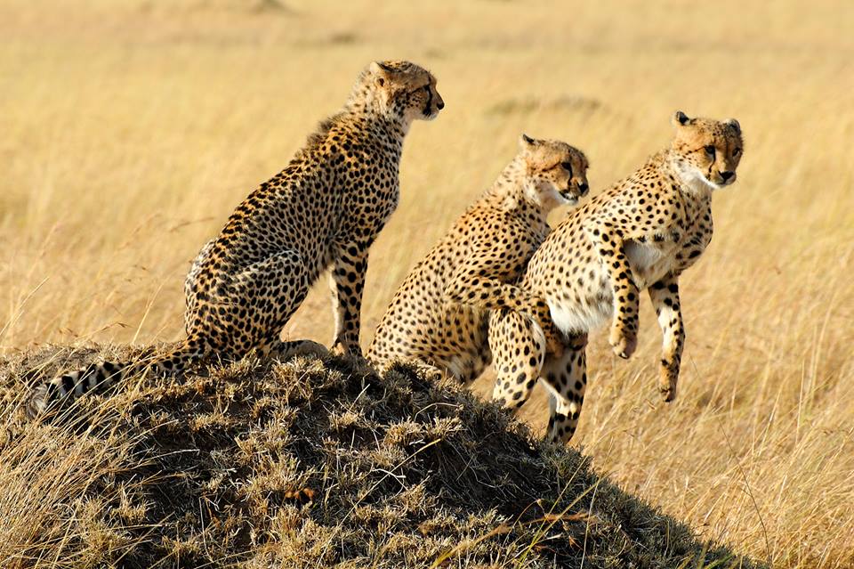 Three cheetah brothers in Masai Mara