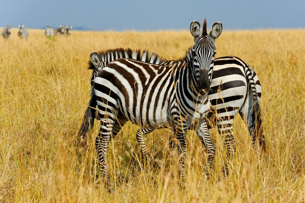 Zebras in Masai Mara National Reserve, Kenya.