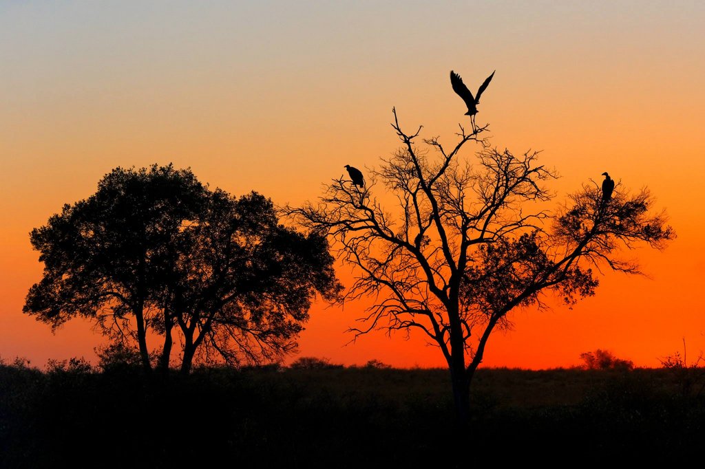 Sunrise in Masai Mara National Reserve, Kenya.