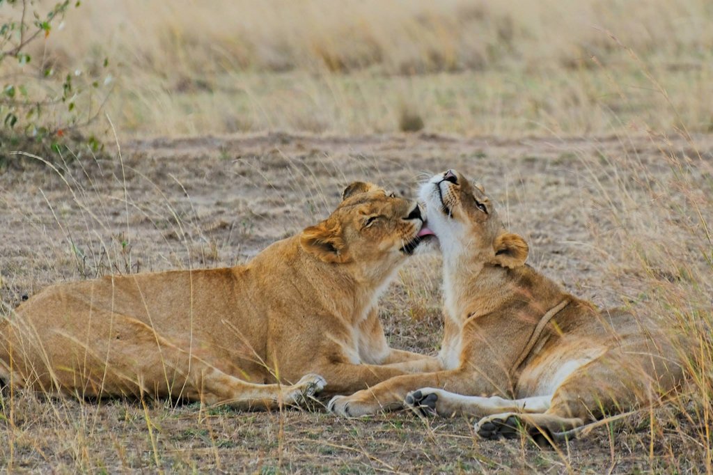 Two lionesses in Masai Mara National Reserve, Kenya.