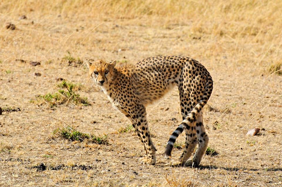 Cheetah in Masai Mara National Reserve, Kenya