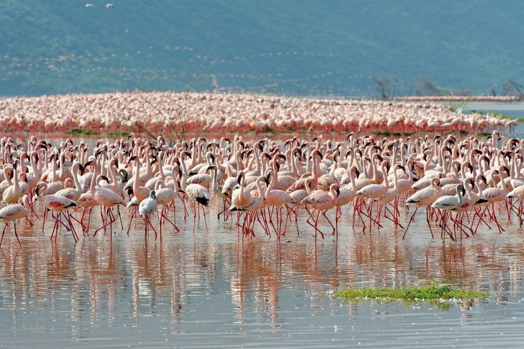 Lake Bogoria, Great Rift Valley, Kenya.