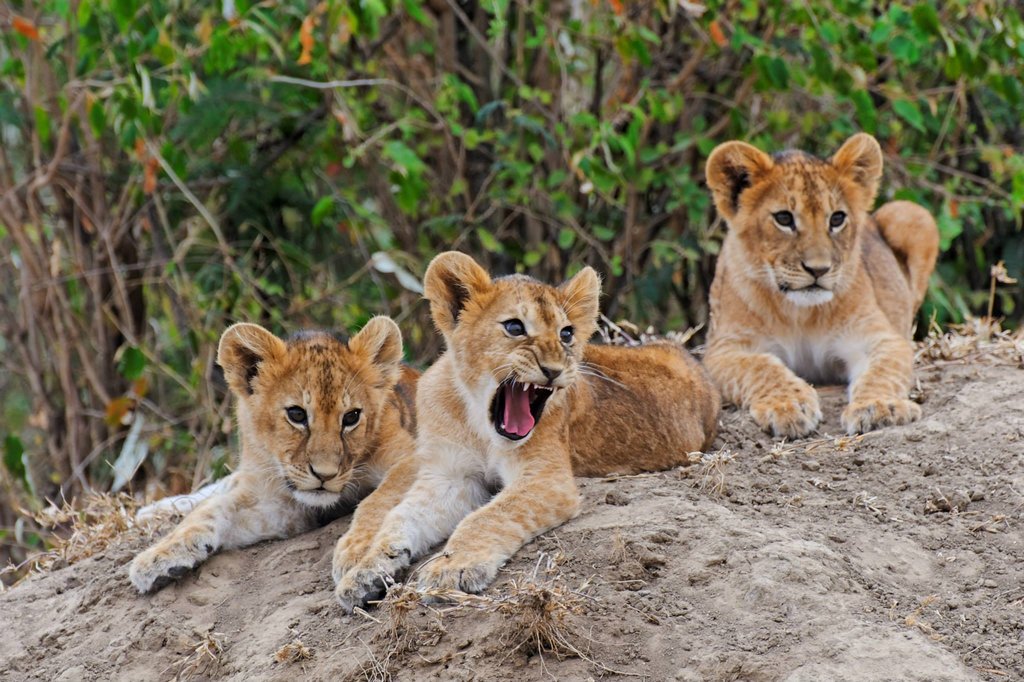 Lion cubs in Ol Kinyei Conservancy, Kenya.