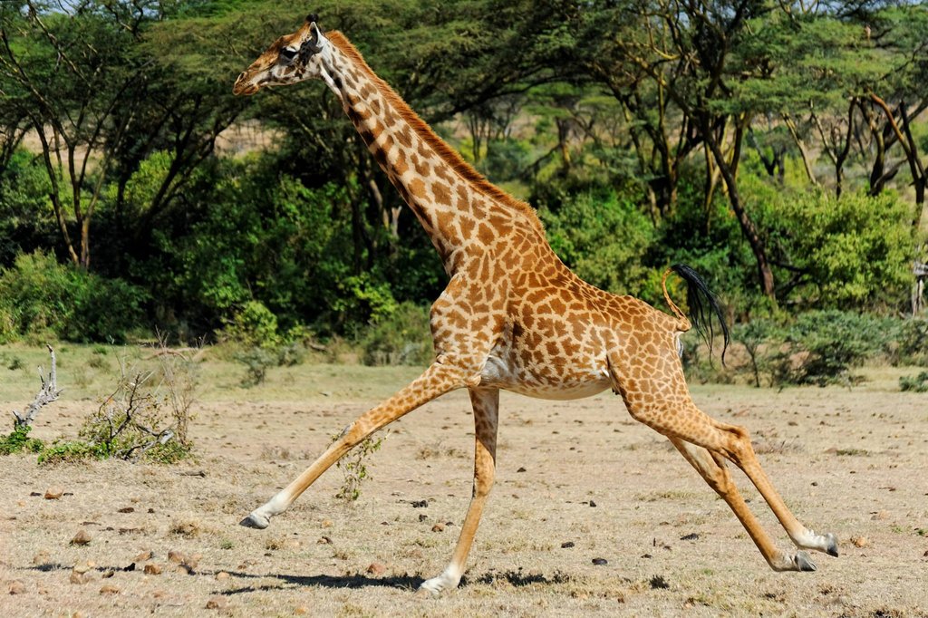 Running giraffe in Ol Kinyei Conservancy, Kenya.