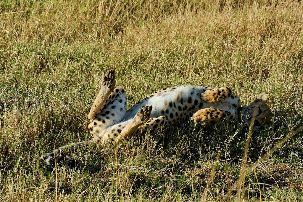 Rolling Cheetah in Ol Kinyei Conservancy, Kenya.