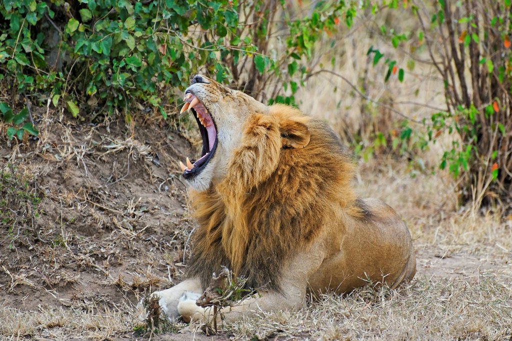 Lion in Ol Kinyei Conservancy, Kenya.