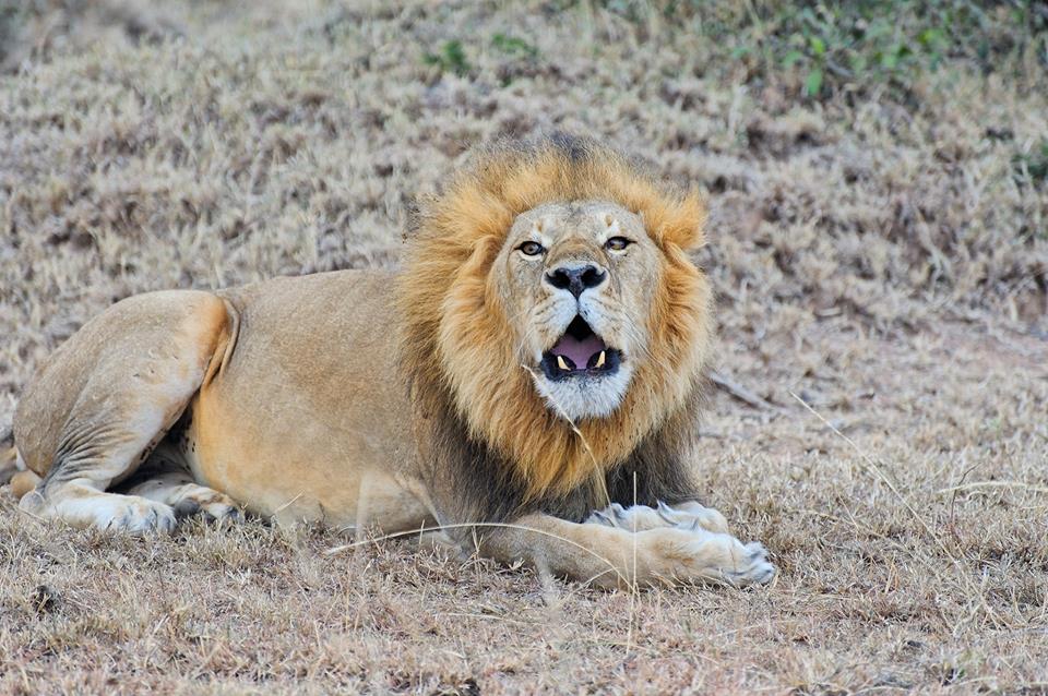 Roaring lion in Ol Kinyei private conservancy, Masai Mara ecosystem, Kenya