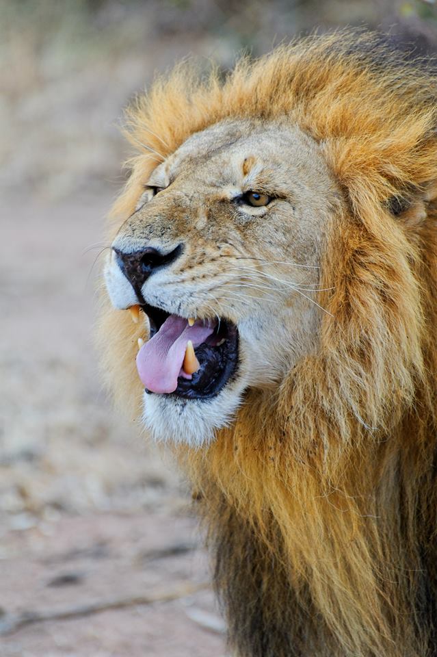 Portrait of a lion. Ol Kinyei private conservancy, Masai Mara ecosystem, Kenya