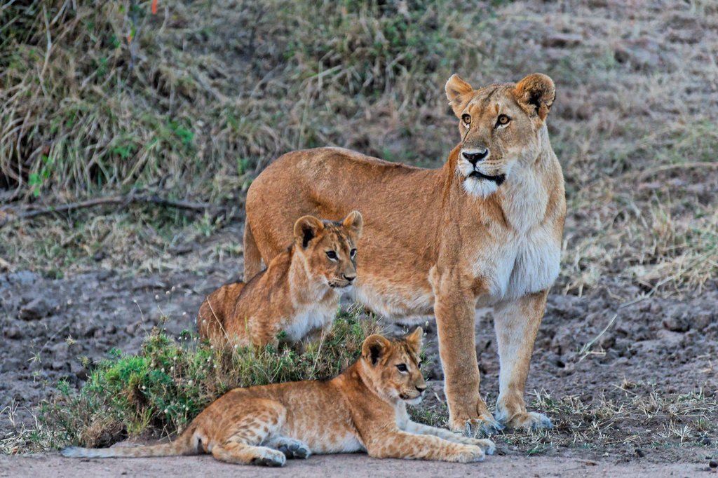 Lioness with cubs in Ol Kinyei Conservancy, Kenya.