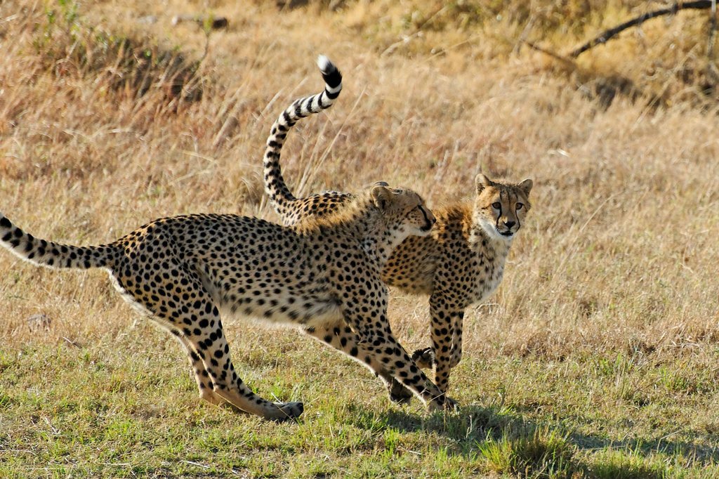 Playing cheetahs in Ol Kinyei conservancy, Kenya.