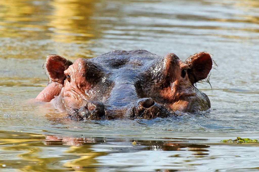 Hippo in Lake Naivasha, Kenya.