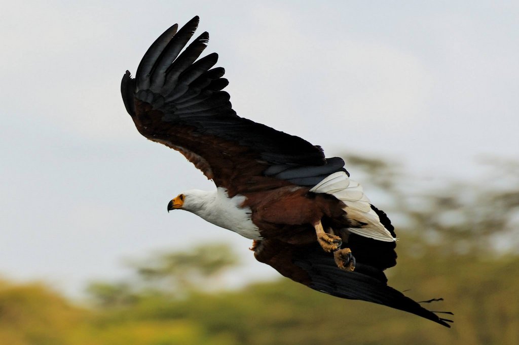 African Fish Eagle sequence. Lake Naivasha, Kenya.