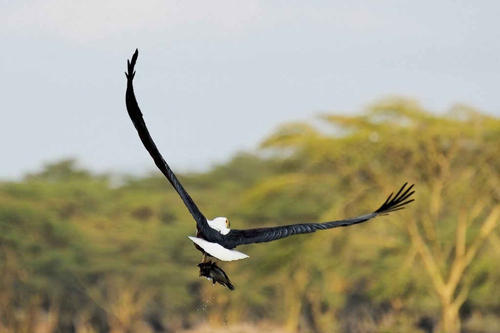 African Fish Eagle sequence. Lake Naivasha, Kenya.