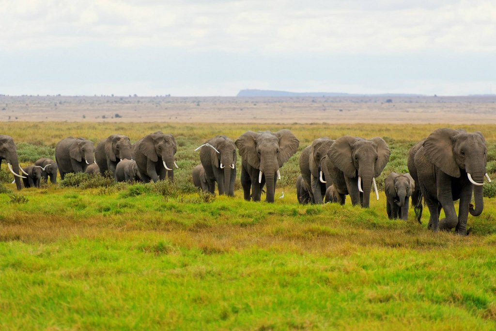 Amboseli National Park, Kenya.