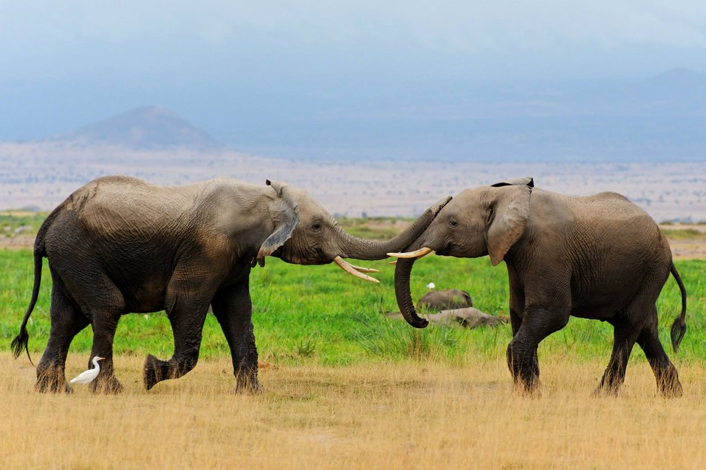 Young bull elephants playing in Amboseli National Park, Kenya.
