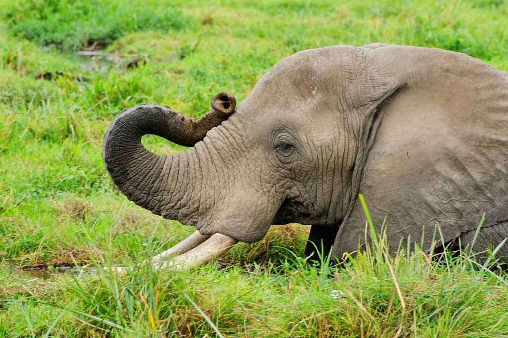 Elephant in the marshes of Amboslei National Park, Kenya.