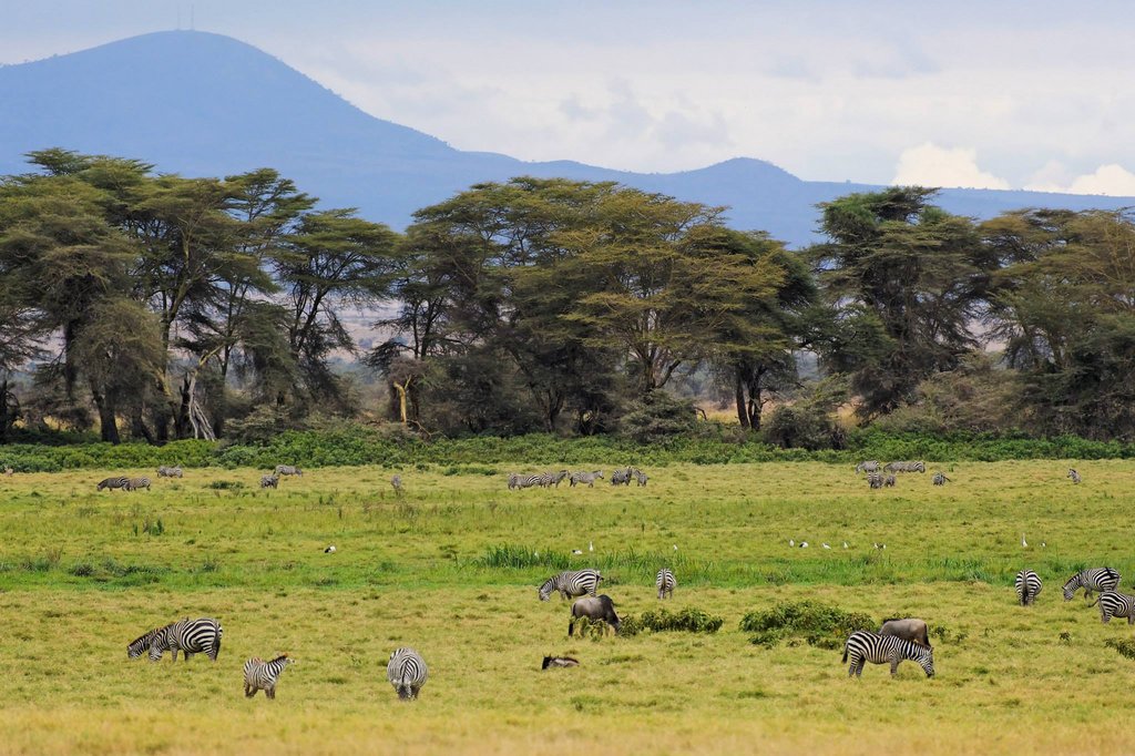 Amboseli National Park, Kenya.