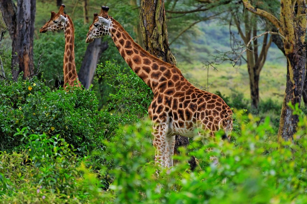 Rothschild's Giraffe in Lake Nakuru NP, Kenya.