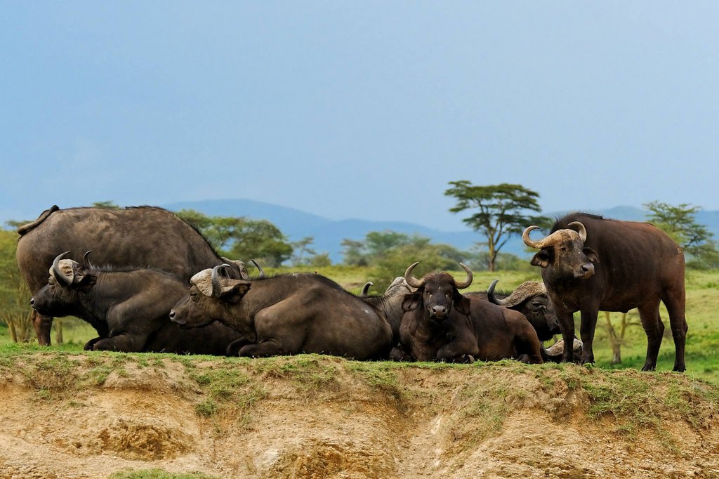Cape Buffalos in Lake Nakuru NP, Kenya.