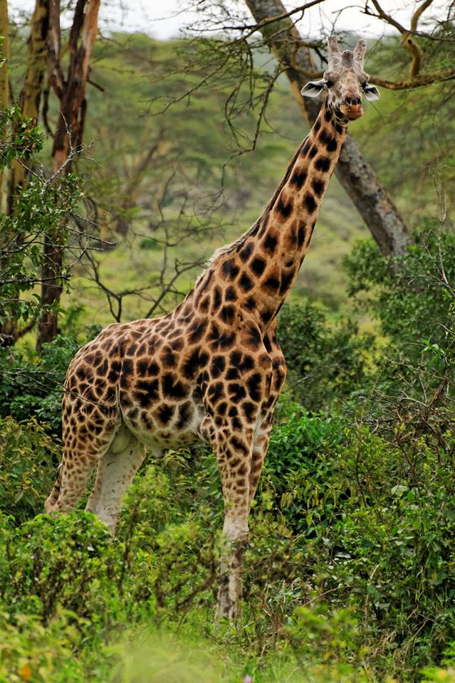 Rothschild's Giraffe in Lake Nakuru NP, Kenya.