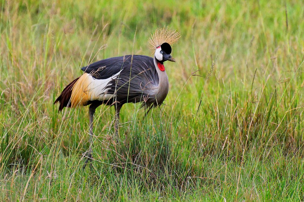 East African Crowned Crane in Lake Nakuru NP, Kenya.