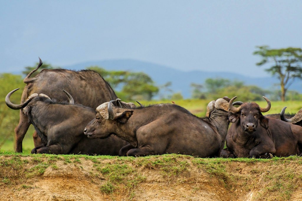 Cape buffalos in Lake Nakuru NP, Kenya.