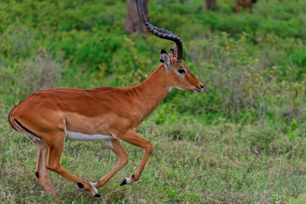 Male impala in Lake Nakuru NP, Kenya.