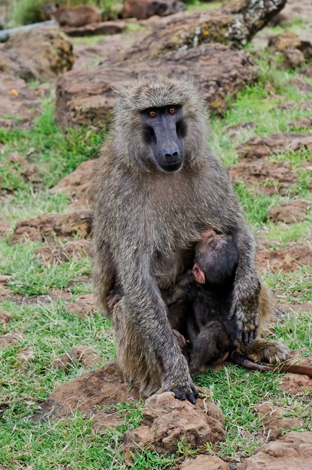 A female baboon with a baby in Lake Nakuru NP, Kenya.