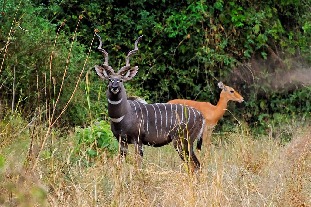 Lesser kudu male and a female impala at Selenkay Conservancy.