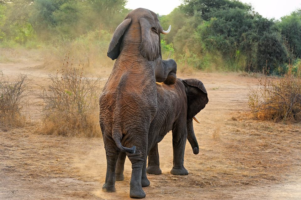 Mating elephants, Selenkay private conservancy, Amboseli ecosystem
