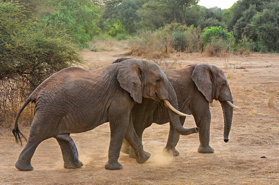 Кой от двата слона е мъжкият? Главите им били по-квадратни :)