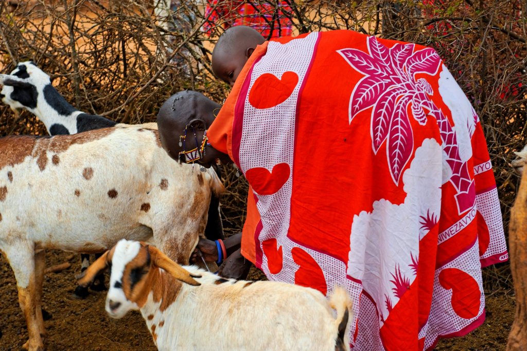 Masai woman milking a goat with a baby on the back. Selenkay Conservancy, Kenya.
