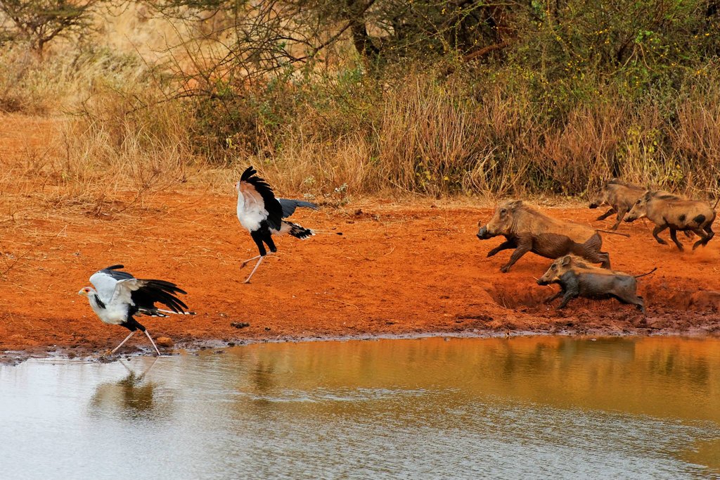 Warthogs and Secretary Birds in Selenkay private conservancy, Kenya.