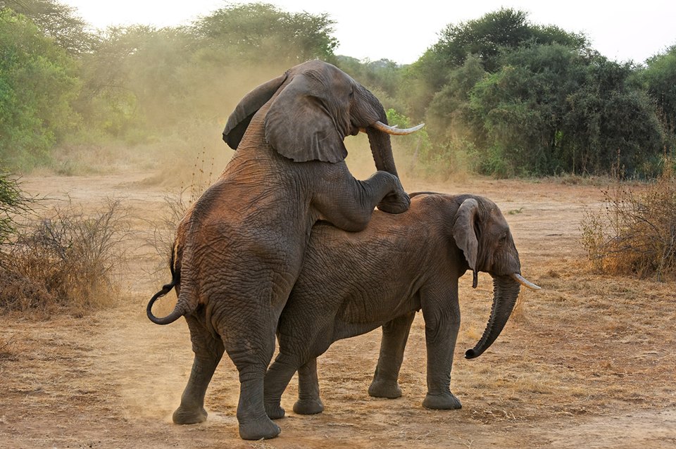 Mating elephants, Selenkay private conservancy, Amboseli ecosystem