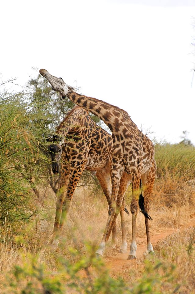 Fighting masai giraffes at Selenkay conservancy, Kenya.