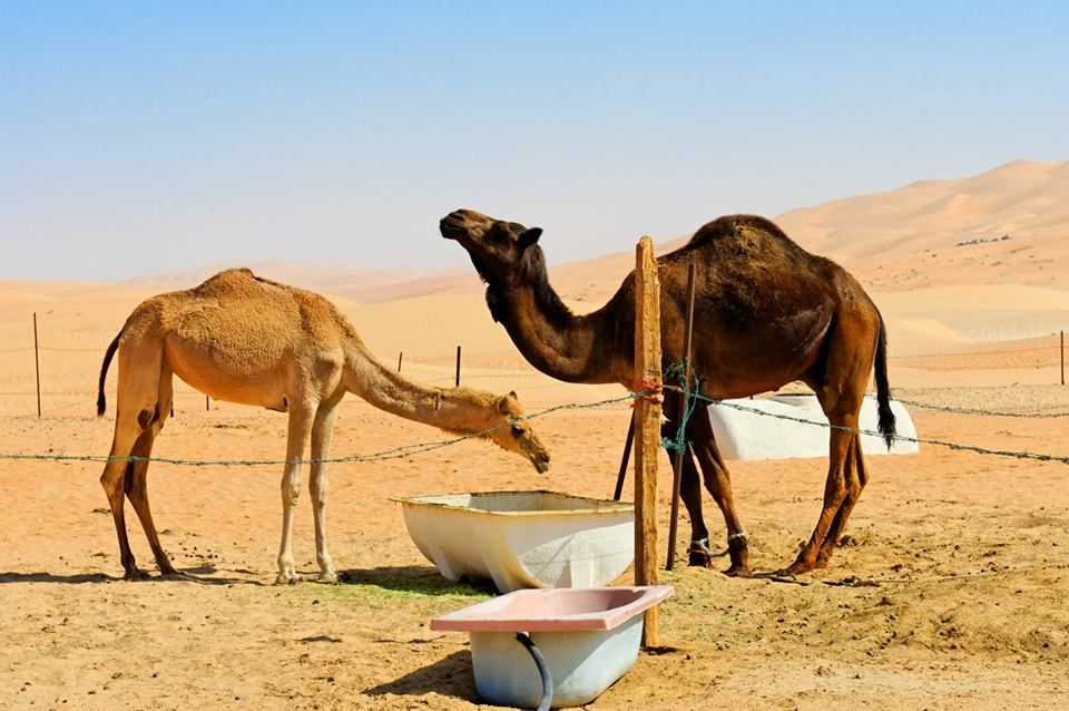 Camel Farm in Liwa Oasis, UAE