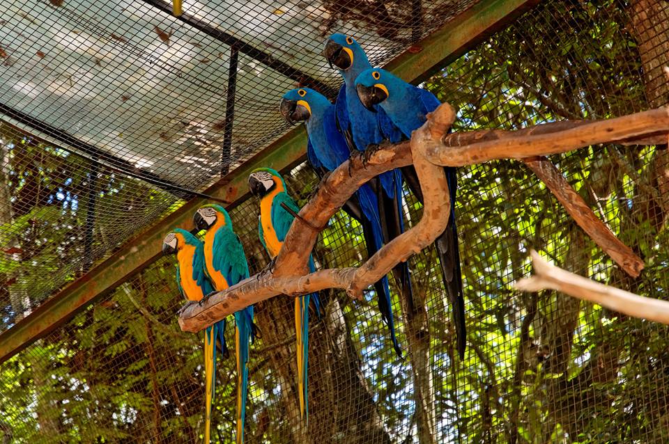 Parque Das Aves, Foz do Iguacu, Brazil