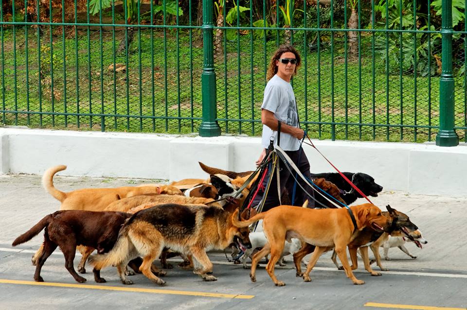 Professional "dog walker" in Buenos Aires