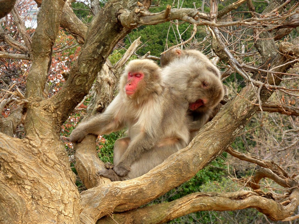 011   Kyoto (292)    Arashiyama Area   Monkey Park