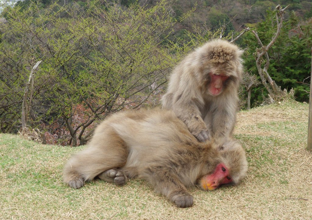 011   Kyoto (321)    Arashiyama Area   Monkey Park