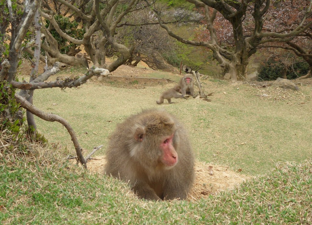 011   Kyoto (317)    Arashiyama Area   Monkey Park