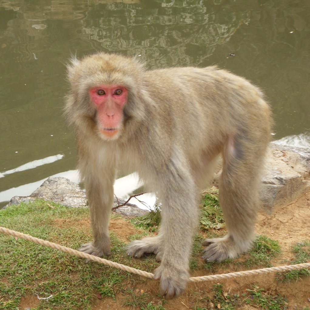 011   Kyoto (328)    Arashiyama Area   Monkey Park