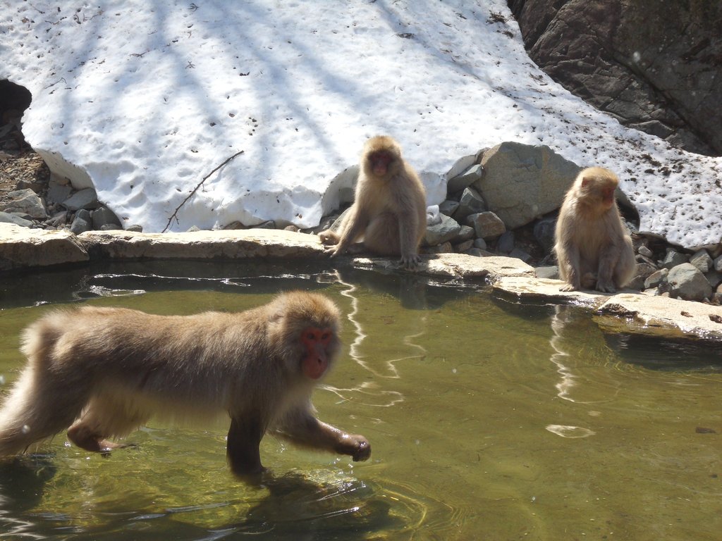 017a   Snow Monkey Park (36)