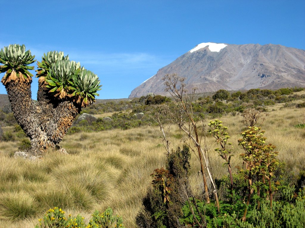 011   Kilimanjaro.jpg (34)