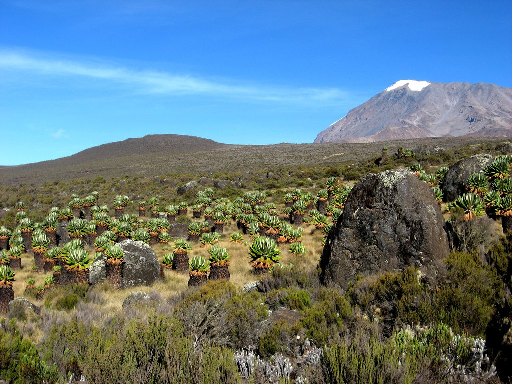 011   Kilimanjaro.jpg (32)