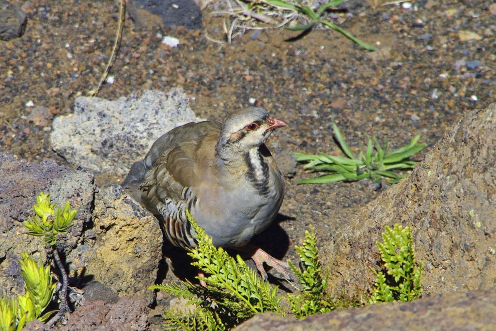 Maui, Haleakala