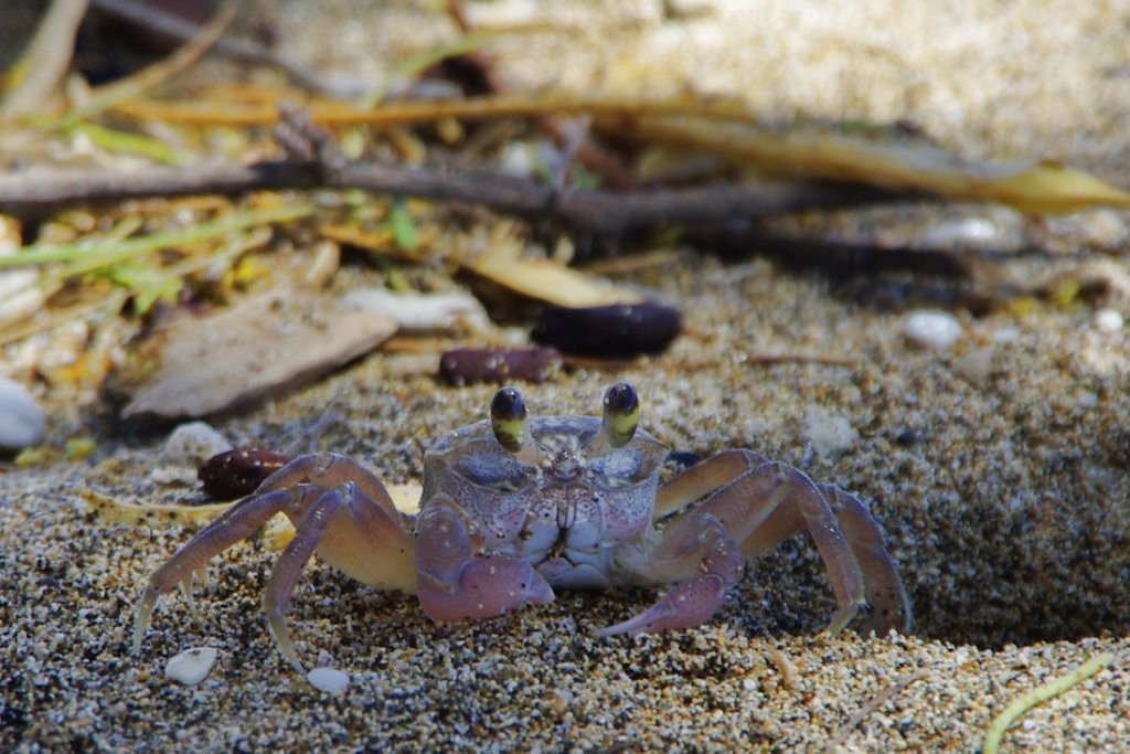 Maui, Ukumehame Beach