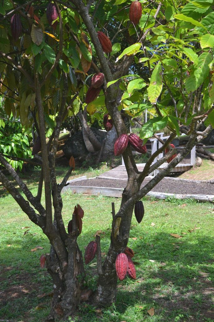 Ванилия, която расте на какаовото дръвче